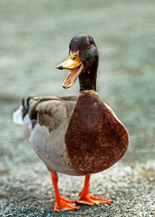 photo of Prague Wildlife near Charles Bridge