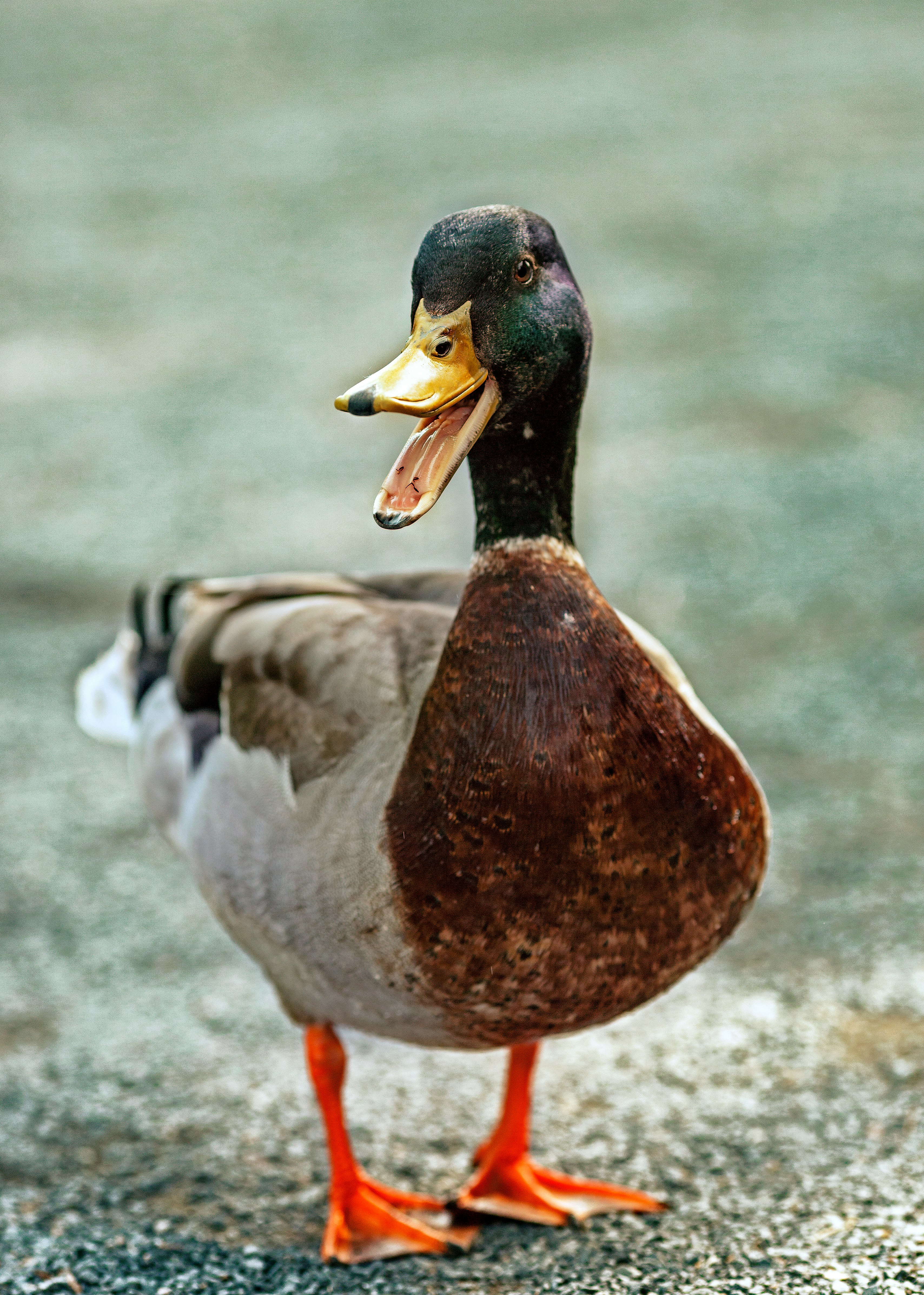 Here is a duck~
