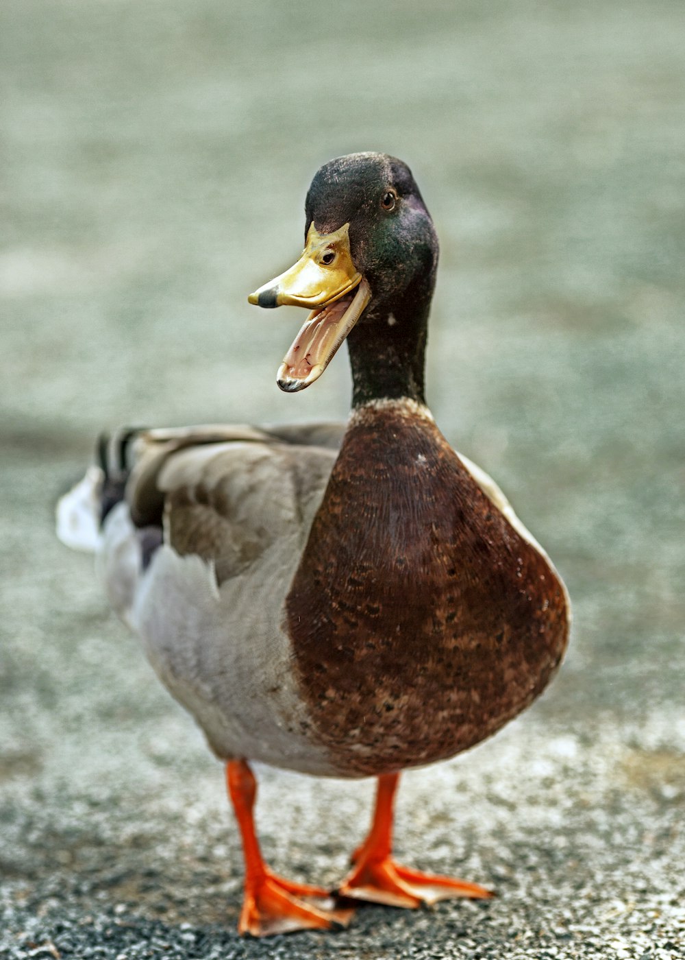 canard brun et blanc sur sol en béton gris