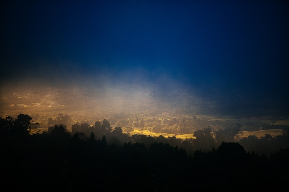 silhouette photography of trees