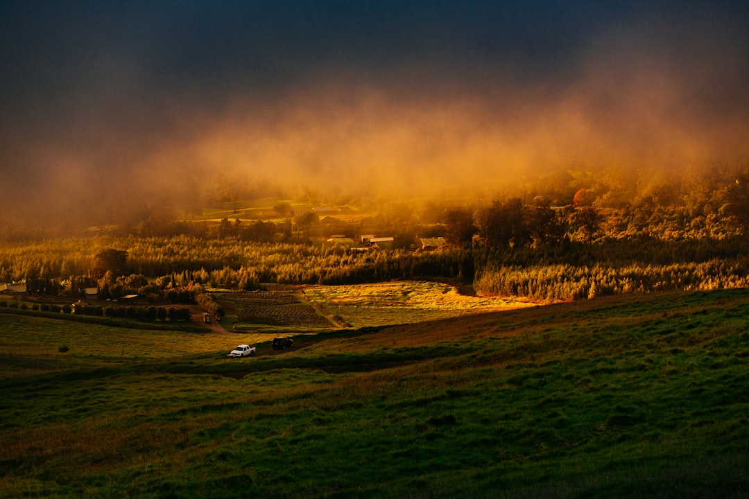 grass lawn under sunset