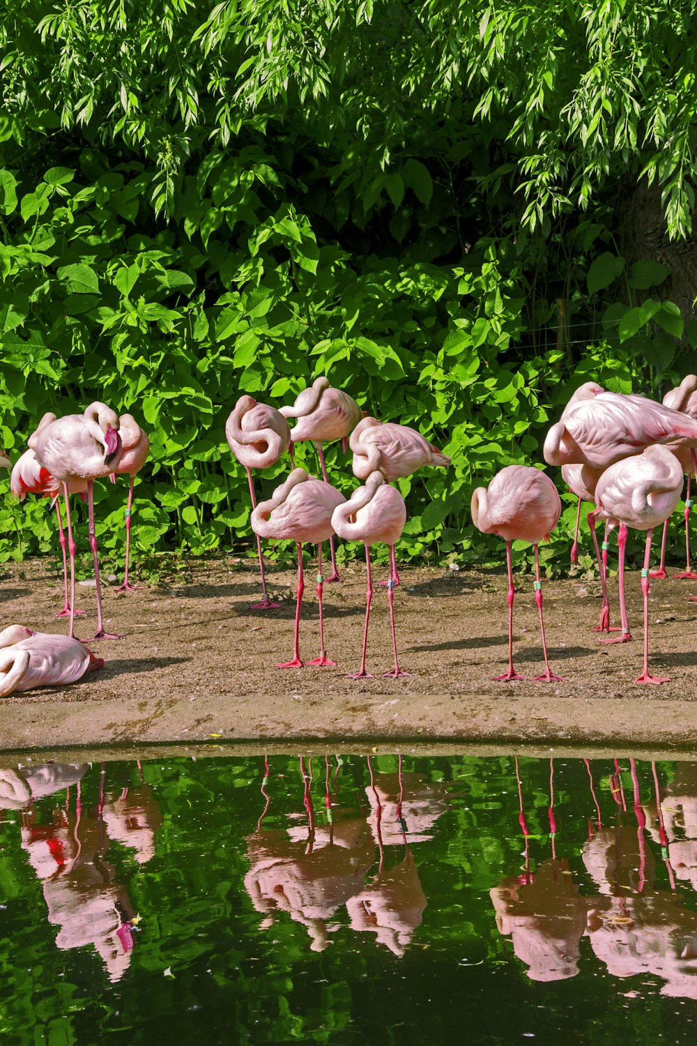pink flamingos on body of water