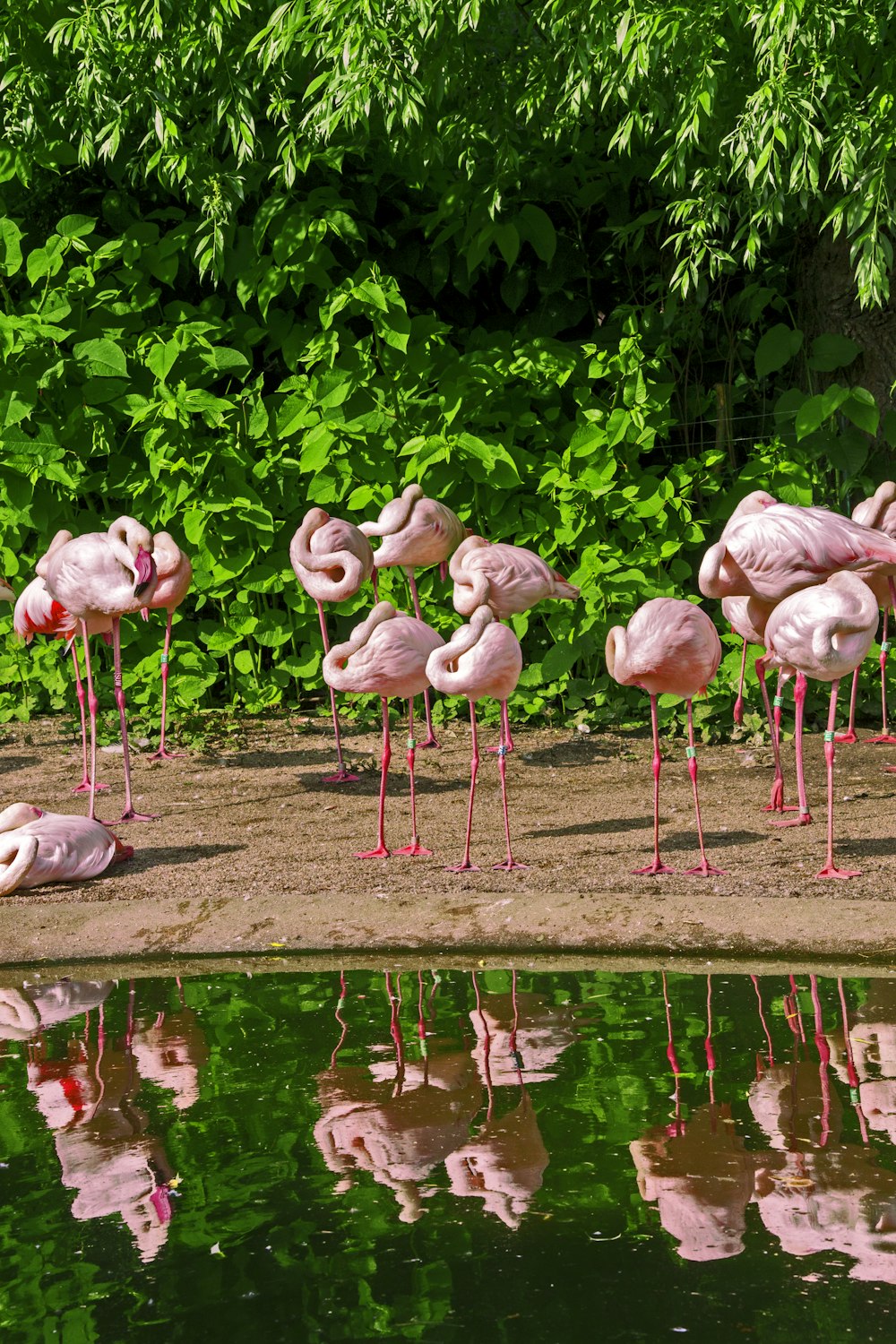 Flamencos rosados en el cuerpo de agua