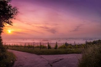 A serene and expansive landscape of vineyards stretches into the distance, partially shrouded in mist. The sun is setting, casting vibrant hues of purple, pink, and orange across the sky. A pathway leads through the vineyard, bordered by lush greenery.