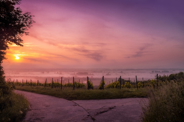 A serene and expansive landscape of vineyards stretches into the distance, partially shrouded in mist. The sun is setting, casting vibrant hues of purple, pink, and orange across the sky. A pathway leads through the vineyard, bordered by lush greenery.