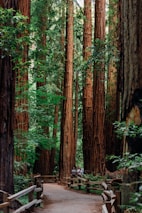 A serene forest scene with tall, majestic redwood trees lining a winding path. The dappled sunlight filters through the dense foliage, casting patterns on the leaf-strewn ground. Wooden fences border the pathway, providing a rustic element to the natural setting. In the distance, a couple of people can be seen walking, enhancing the scale of the towering trees.