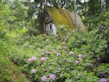 A rustic, moss-covered cabin is nestled in the woods, surrounded by lush greenery and an abundance of blooming purple and pink flowers. The roof of the cabin is steep and weathered, blending with the natural environment. Tall trees tower above, creating a serene and secluded atmosphere.