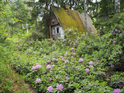 A rustic, moss-covered cabin is nestled in the woods, surrounded by lush greenery and an abundance of blooming purple and pink flowers. The roof of the cabin is steep and weathered, blending with the natural environment. Tall trees tower above, creating a serene and secluded atmosphere.