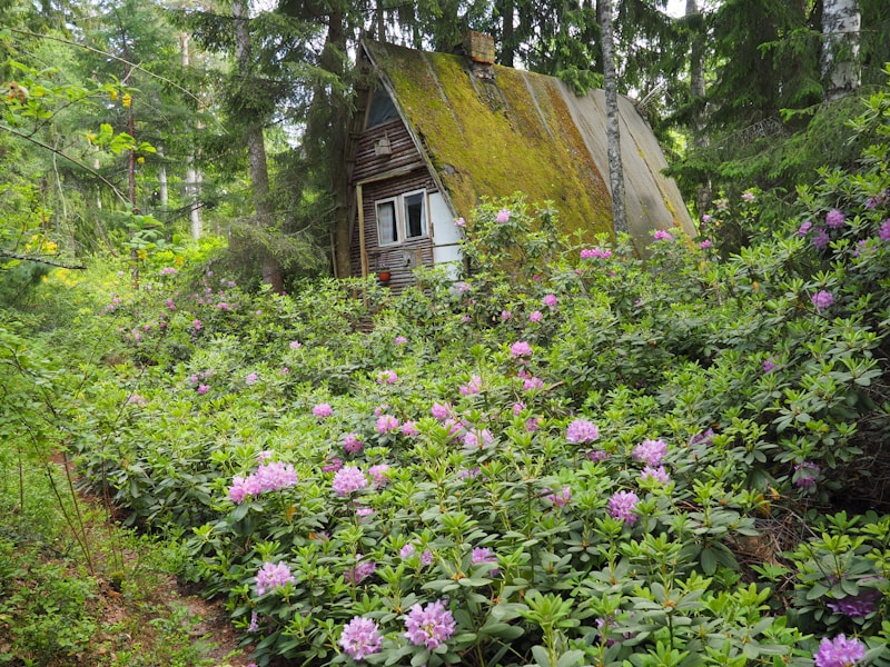 A rustic, moss-covered cabin is nestled in the woods, surrounded by lush greenery and an abundance of blooming purple and pink flowers. The roof of the cabin is steep and weathered, blending with the natural environment. Tall trees tower above, creating a serene and secluded atmosphere.