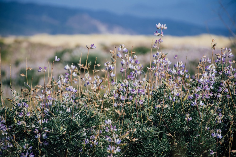 photographie de mise au point peu profonde de fleur violette déposée