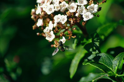Close-up of a honeybee delicately perched on a blooming wildflower in a sunlit meadow.