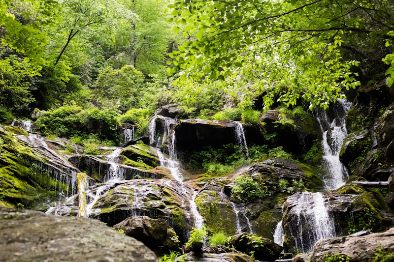 Cascata immersa in una foresta