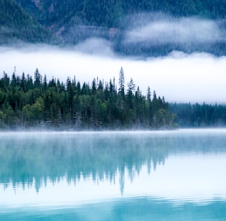 body of water surrounding with trees