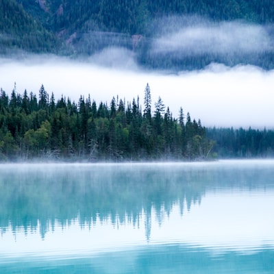 body of water surrounding with trees