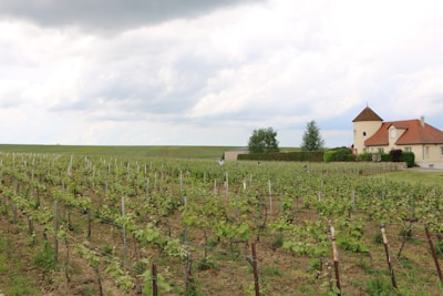 A vast vineyard stretches across the landscape with rows of neatly aligned grapevines. In the background, there is a charming house with a red-tiled roof and turret-like feature, surrounded by greenery and a manicured hedge. The sky is overcast with patches of clouds, suggesting an impending change in weather.