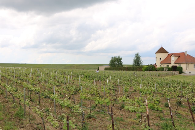A vast vineyard stretches across the landscape with rows of neatly aligned grapevines. In the background, there is a charming house with a red-tiled roof and turret-like feature, surrounded by greenery and a manicured hedge. The sky is overcast with patches of clouds, suggesting an impending change in weather.