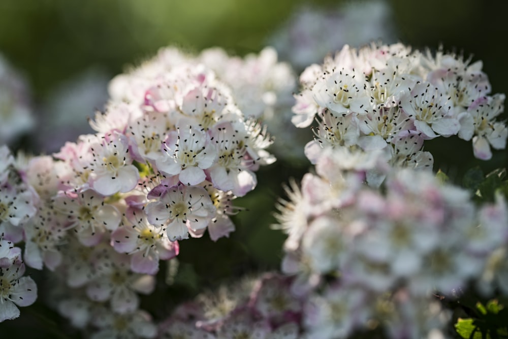 a close up of a bunch of white flowers