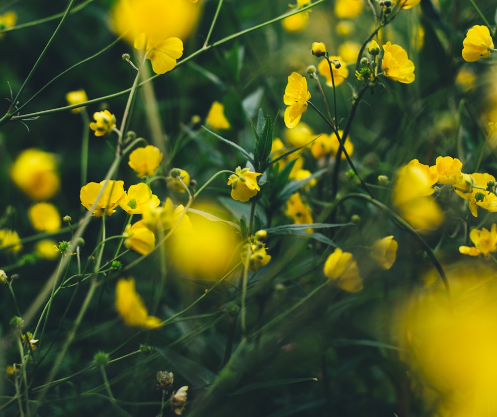 flores de pétalos amarillos