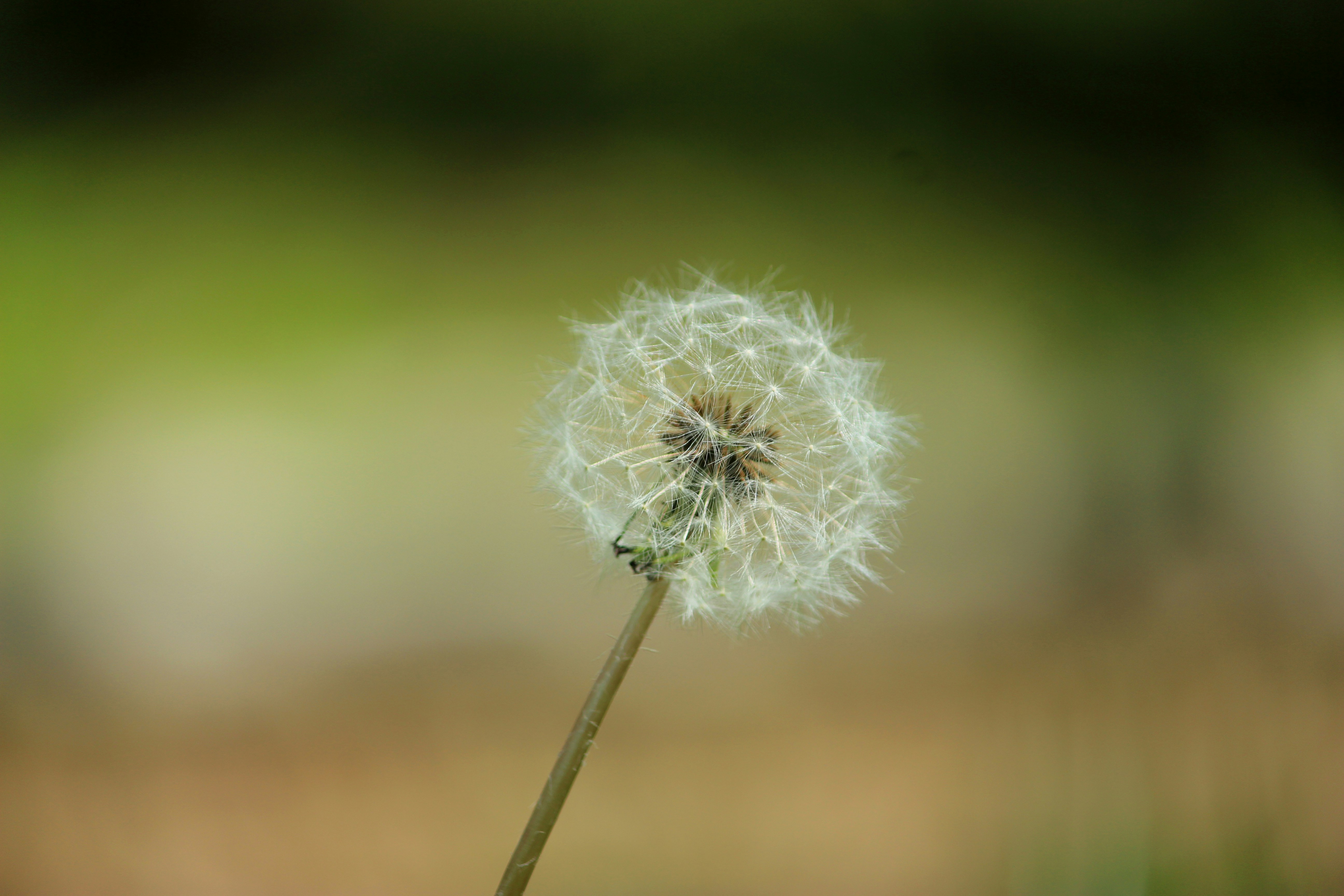 Free Unsplash photo from Taylor Petell