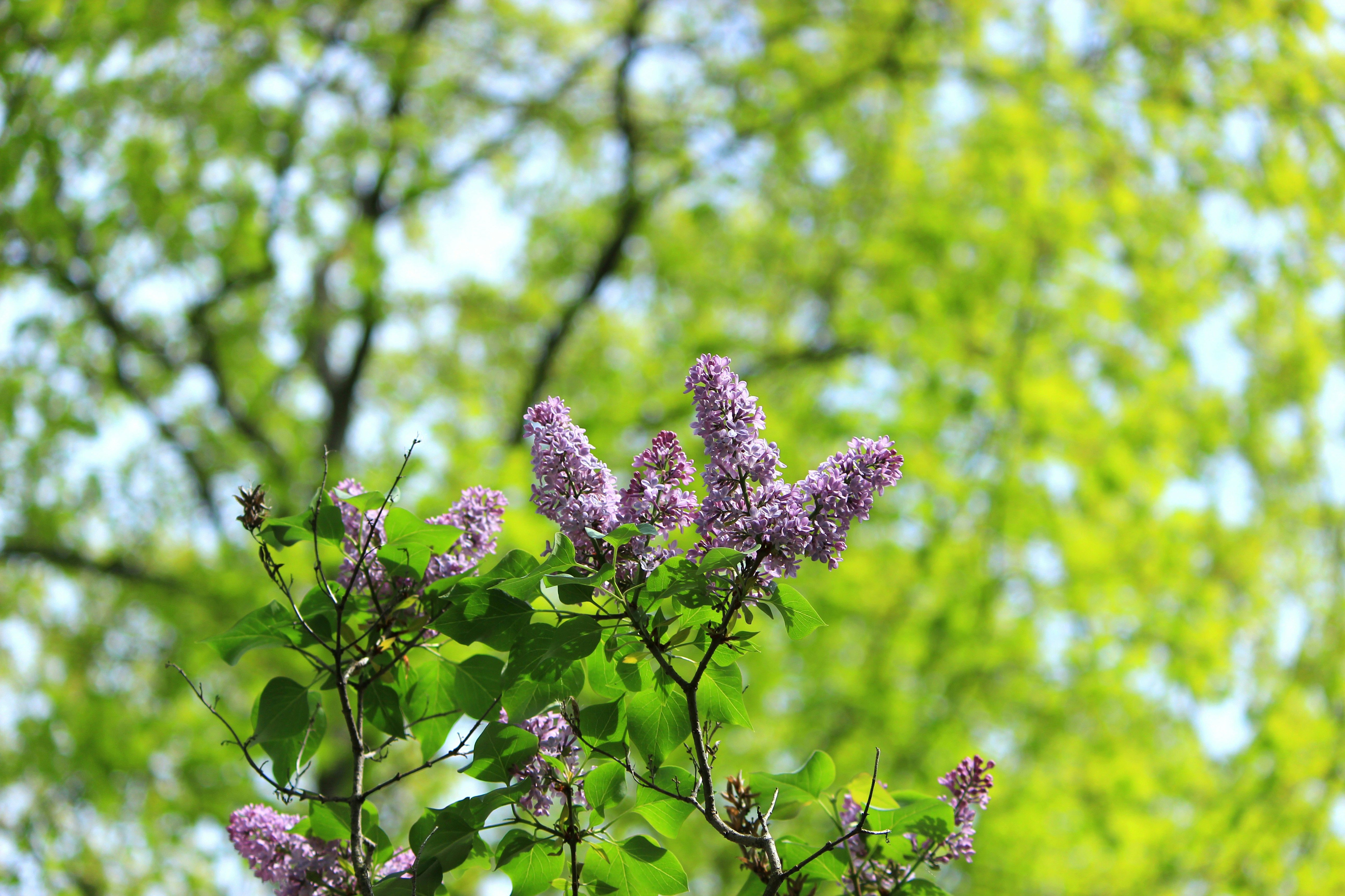 Free Unsplash photo from Taylor Petell