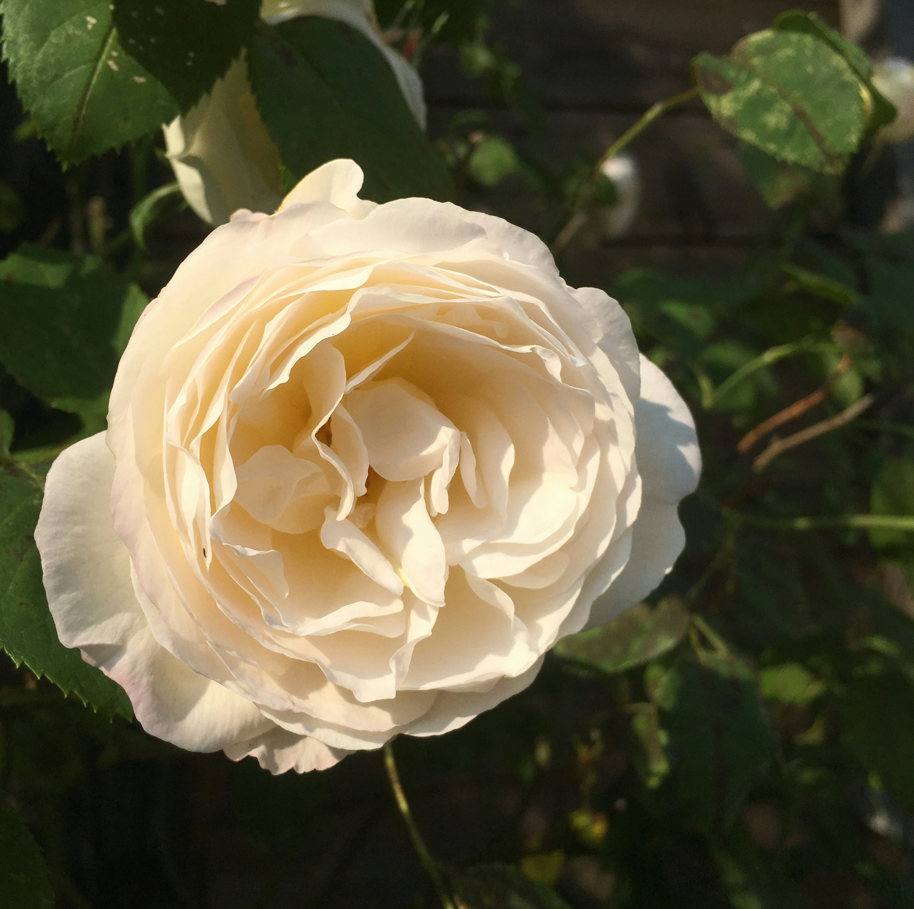 Free Unsplash photo from Madeleine Boerma