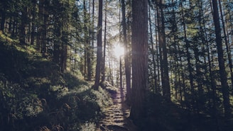 Tree roots on a narrow forest footpath in Hemerkogel