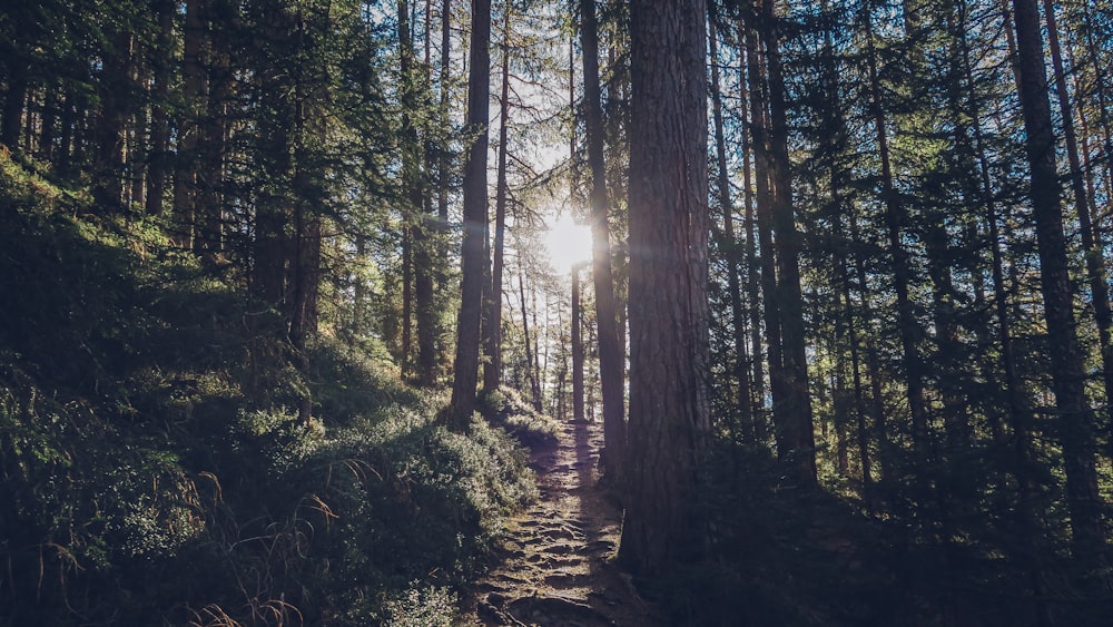 Raíces de árboles en un estrecho sendero forestal en Hemerkogel