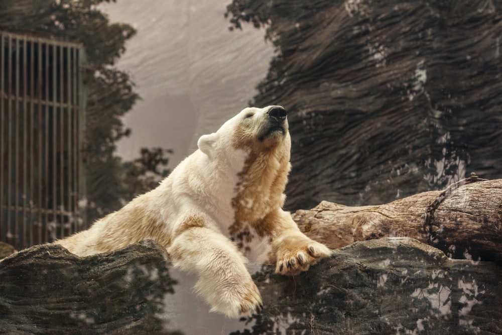 polar bear lying on brown rock