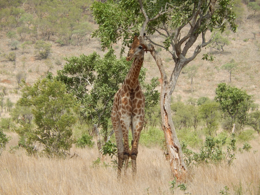 photography of giraffe standing near tree