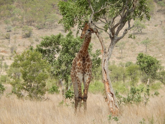 photography of giraffe standing near tree in Kruger National Park South Africa