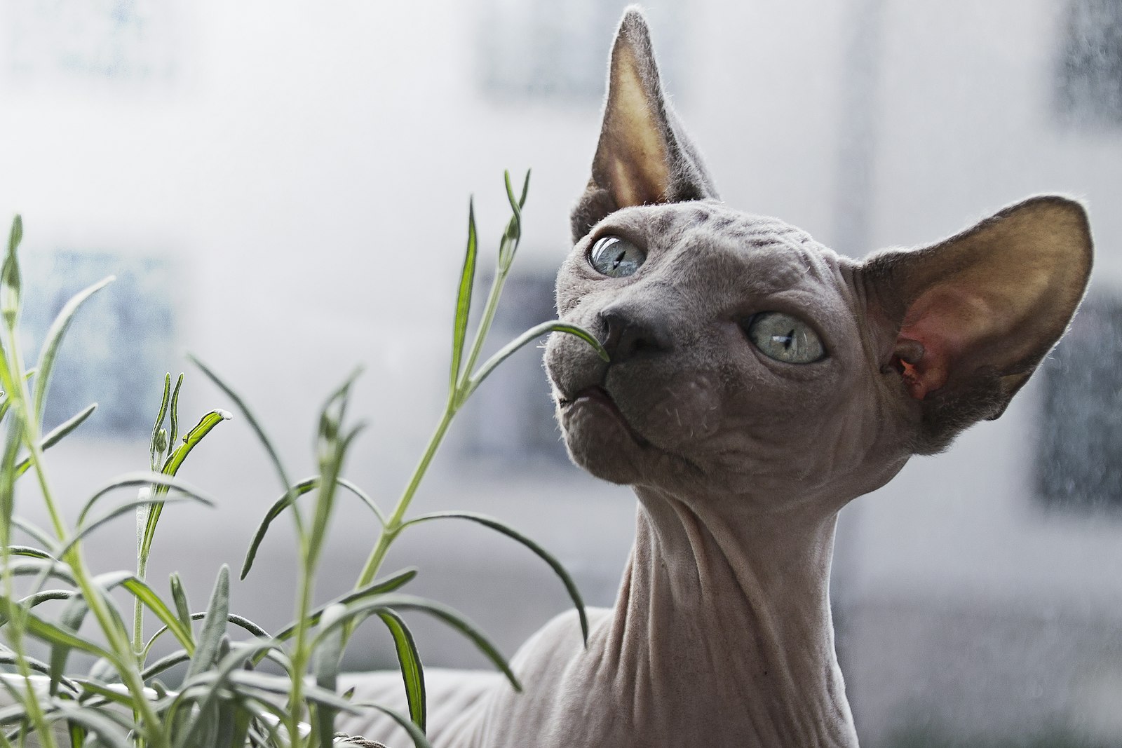 Tamron 18-200mm F3.5-6.3 Di II VC sample photo. Sphynx cat in front photography