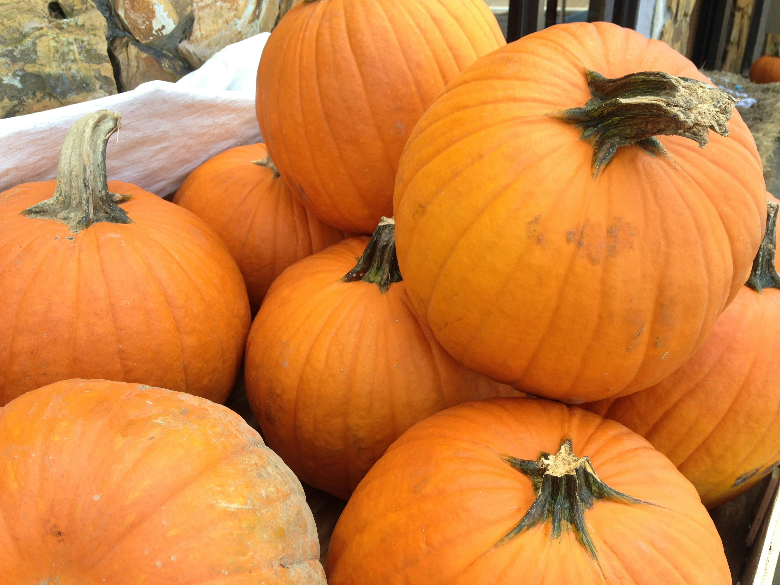 Free Unsplash photo from Jodi Costa