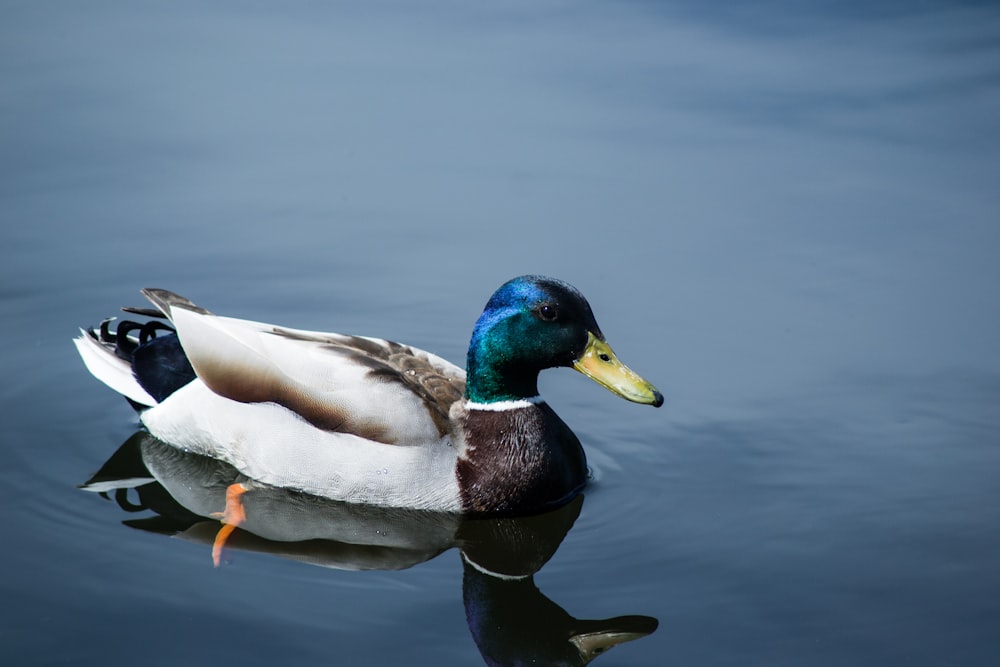 photo en gros plan de canard colvert