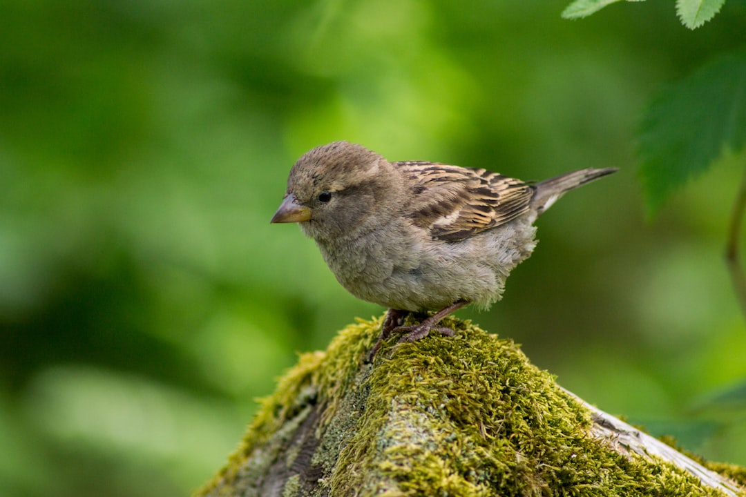 wildlife photography of brown hummingbird