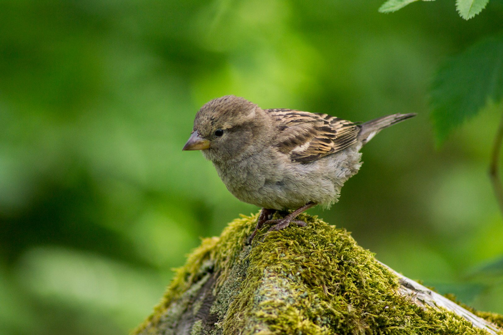 Nikon D3100 + Sigma 50-150mm F2.8 EX APO DC HSM II + 1.4x sample photo. Wildlife photography of brown photography