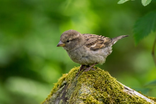 wildlife photography of brown hummingbird in Kristiansten Festning Norway