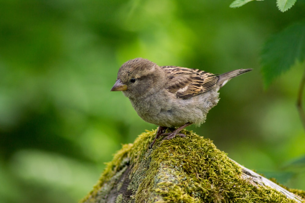 wildlife photography of brown hummingbird