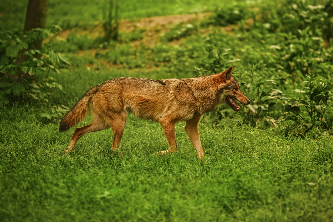 adult brown dog on green grass