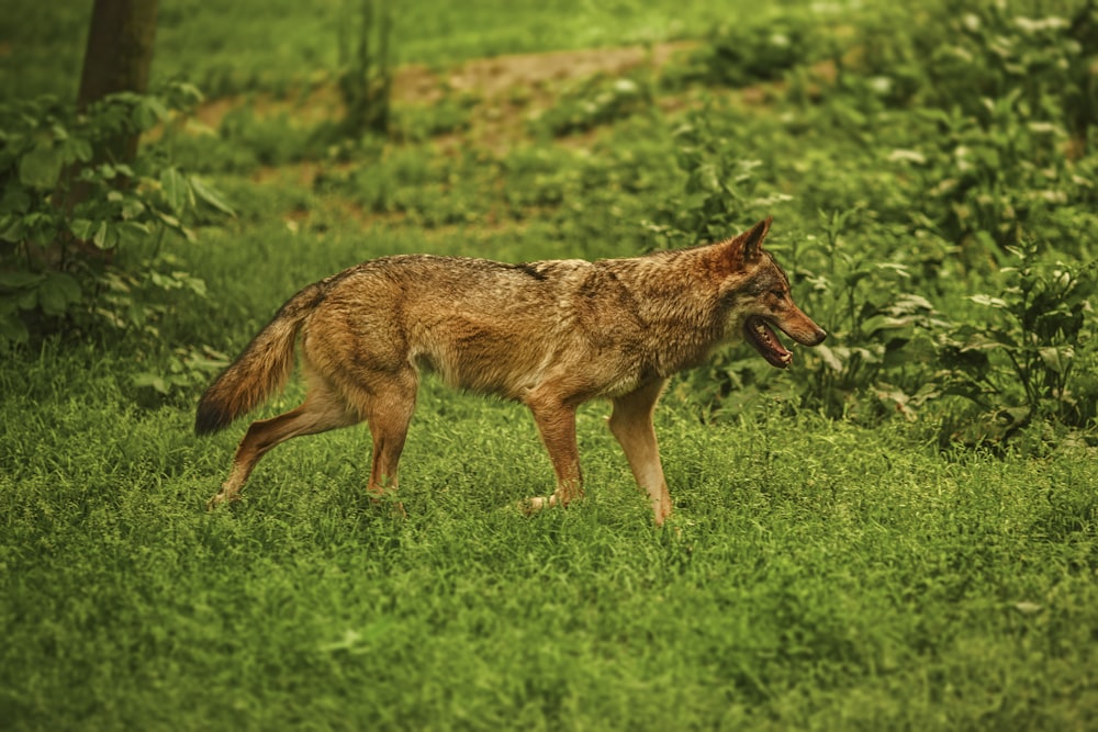 adult brown dog on green grass