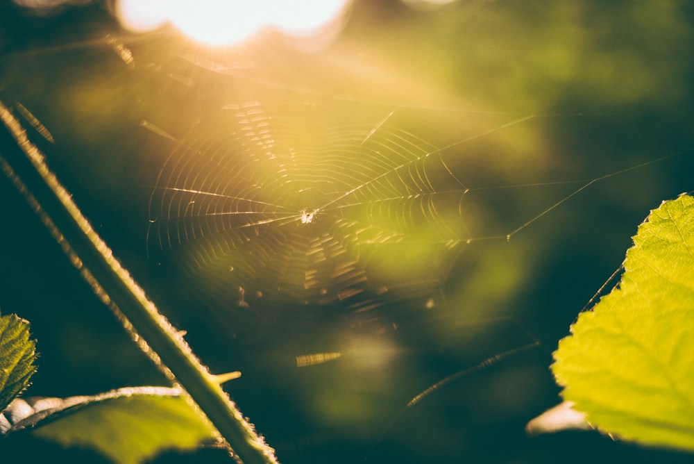 green leaf near spider web