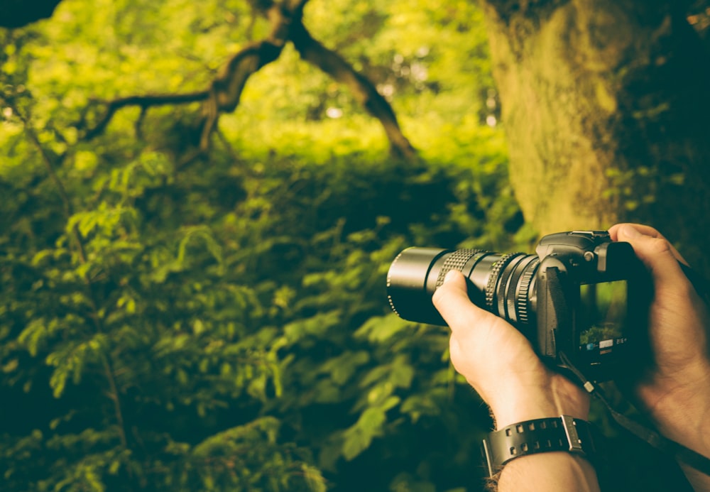 Person mit DSLR-Kamera, die Bäume fotografiert