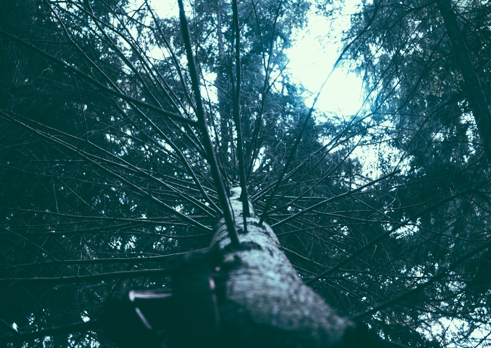 green leafed tree