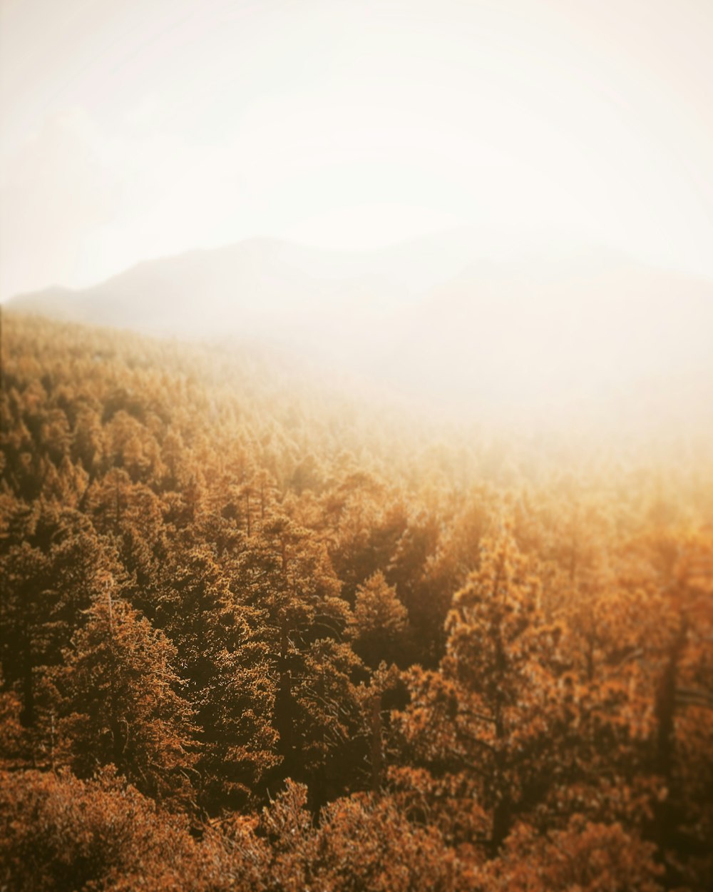 Photographie aérienne de la forêt pendant l’heure dorée