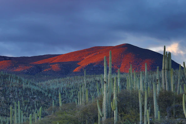 Saguaro cacti in a desert landscape beneath a mountain glowing in warm light