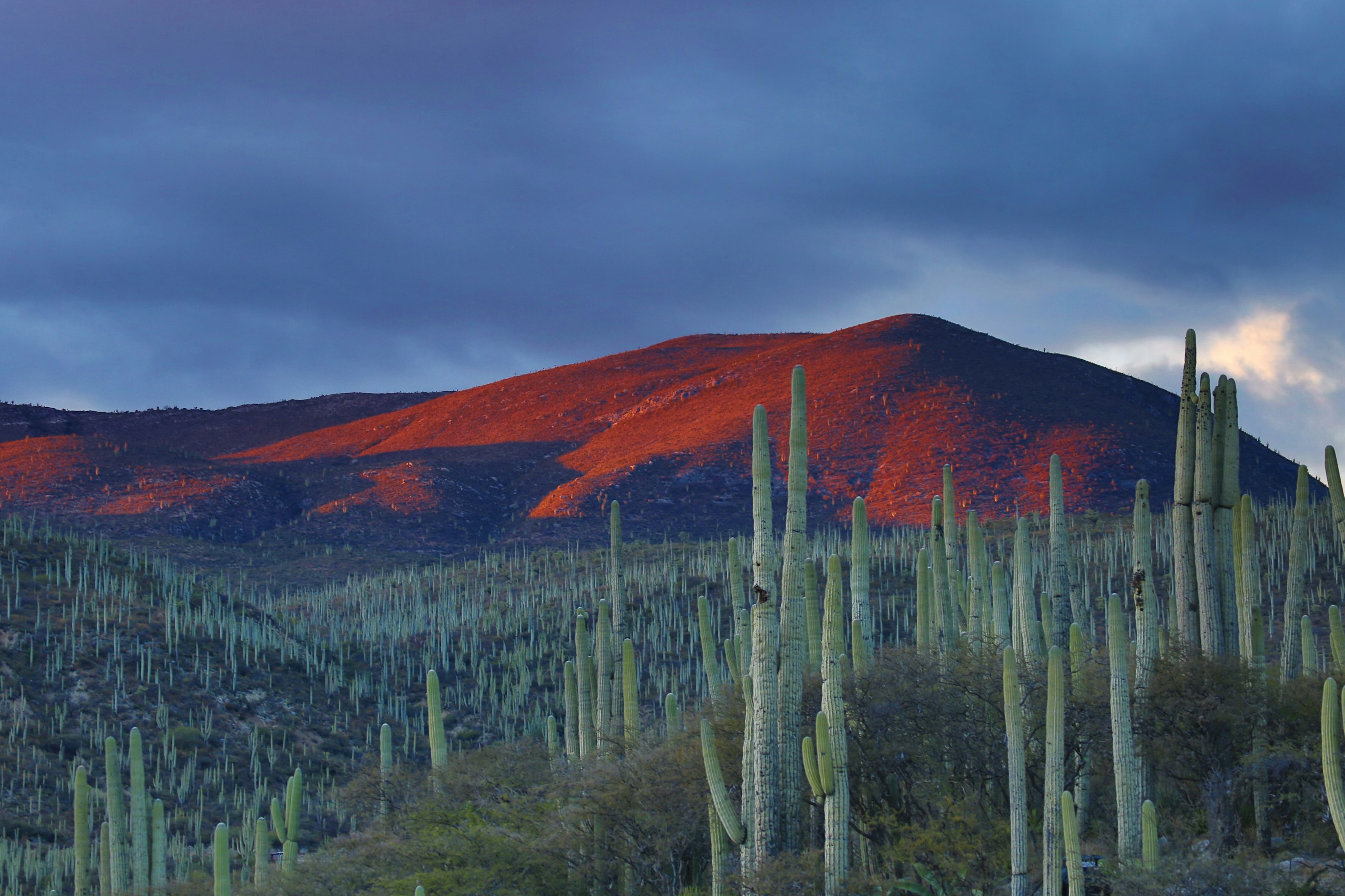 Fire & Blood: A History of Mexico