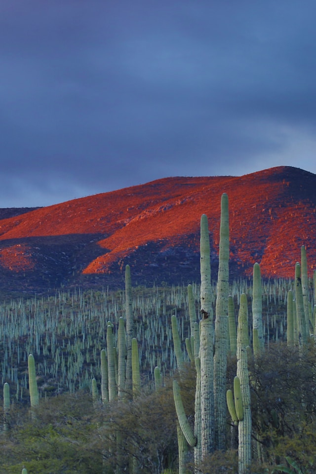 Mexico