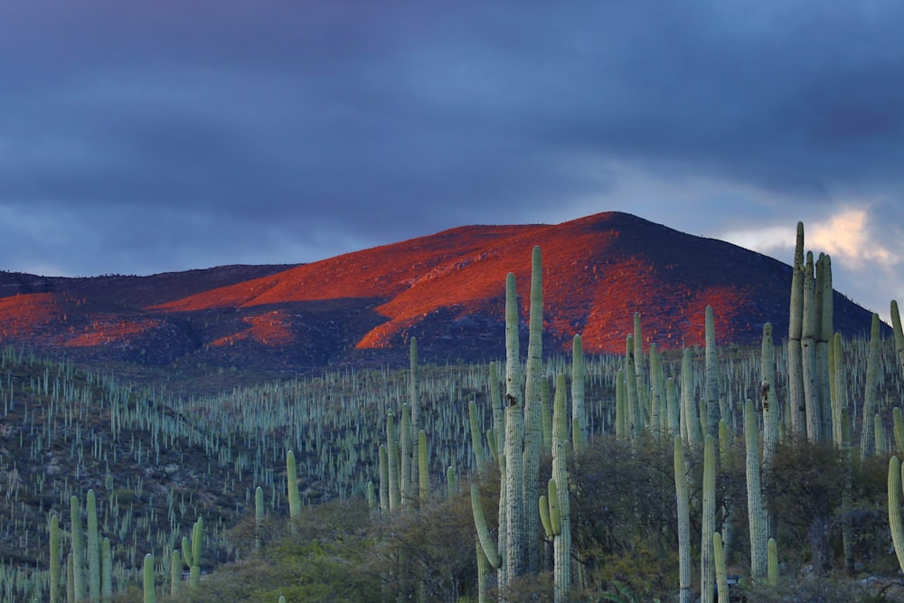 mountain peak during daytime