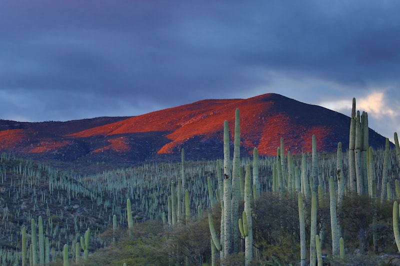 What to Expect When You Visit the Giant Cheeto — How a Giant Roadside Cheeto Draws
