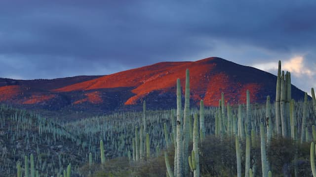 Mexican