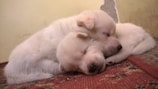 Two beagle puppies playfully tumbling on a soft blanket indoors.